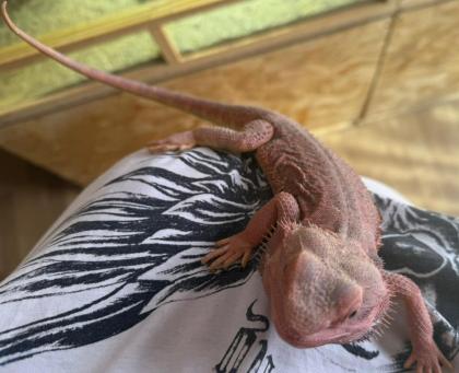 Farbbartagame paar mit terrarium abzugeben