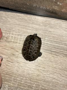 3 Kleine Dreikielschildkröten