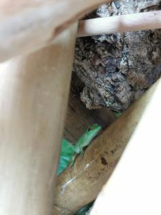 Phelsuma Grandis Madakaskar Taggecko