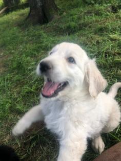 Goldendoodle Welpen Allergiker geeignet