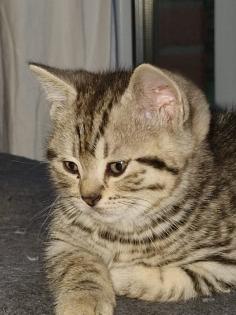 Liebevolle süße BKH Kitten abzugeben