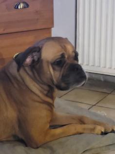 Wunderschöne Hundewelpen in Familienbande