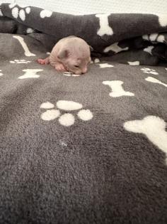 Sphinx kitten zu verkaufen