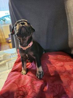 Französische Bulldoggen Baby s