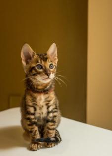 TOYGER von TICA