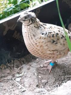 Legereife Wachtel Hennen