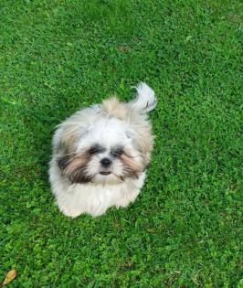 Bobby 6 Monate reinrassiger Shih Tzu