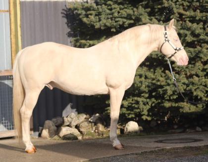 AQHA Cremello Deckhengst