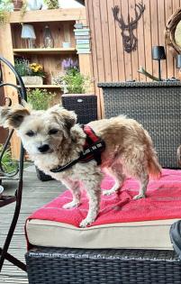 Klein bleibender Welpe oder Hund gesucht