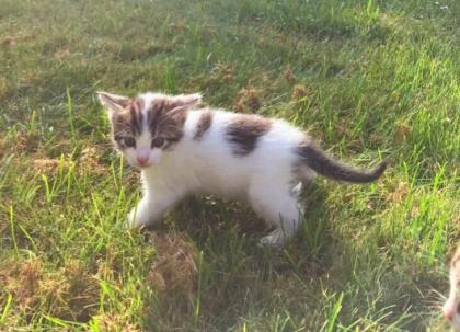 Katzenbabys grau weiß getigert