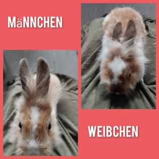 Sehr einig sehr dringend ein zu Hause gesucht