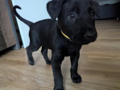 Holländischer Schäferhund x Malinois Welpen
