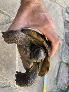 Verkaufe 2 griechische Landschildkröten männlich