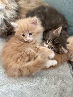 Norwegische Waldkatze reinrassige Mädchen suchen ein liebevolles zu Hause