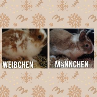 Sehr einig sehr dringend ein zu Hause gesucht