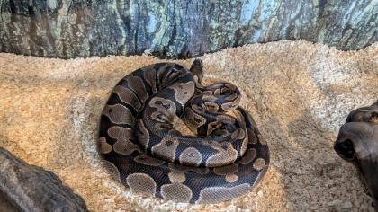 Königspython Weibchen samt Zubehör und Terrarium