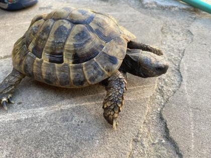 Verkaufe 2 griechische Landschildkröten männlich