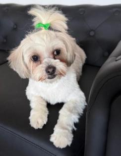 Jojo - Bichon-Dame Jojo schmust gern