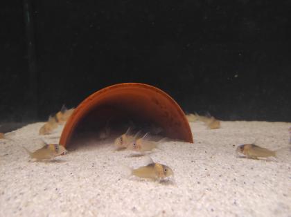 25x Corydoras Burgessi 3 5 - 4 cm Rarität