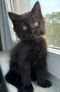 Maine Coon mix- alter Art Babys