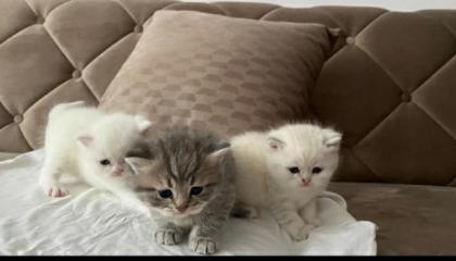 Bkh kitten