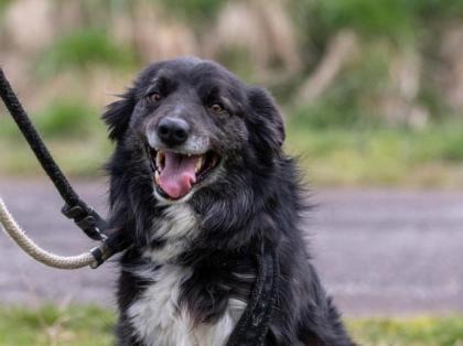 Orlando - Border Collie Mix - kinderlieb sozial verträglich