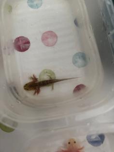 8 Juntier Axolotl zum Verkauf an