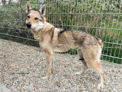 Ylva sucht Menschen mit Hundekenntnis