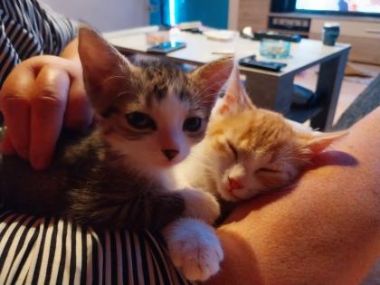 EKH Jungkatzen Ich suche ein liebevolles Zuhause für meine zwei super süßen verschmusten Katzen.
