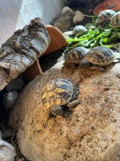 Griechische Landschildkröten NZ 2022