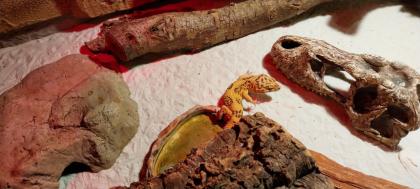 Leopardgecko 2 5 Jahre alt