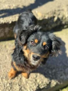 Spice - anhänglicher kleiner Hundemann sucht Zuhause