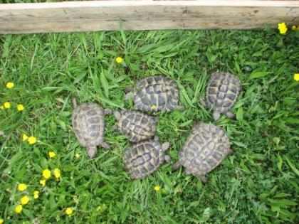 Griechische Landschildkröten