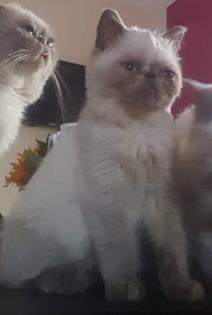 Colourpoint Exotic Shorthair blaue Augen Katze Jungtier