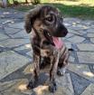Rhonda - eine kleine Draufgängerin