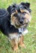ELZA - Yorki-Mix - 1 Jahr - Tierhilfe-Franken e. V.