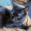 POLLY und EMI - europäische Kurzhaarkatze - 10 Jahre - Tierhilfe-Franken e. V.