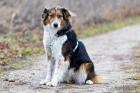 LUCIANE - Collie-Berner Sennen-Mix - 6 Jahre - Tierhilfe-Franken e. V.