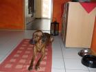 Suche Ridgeback oder Ridgeback Mix RÜDEN
