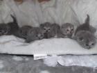 Clärchen und ihre Geschwister