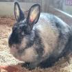 FINA - Zwergkaninchen -sucht neuen Partner - 9 Jahre - Tierhilfe-Franken e. V.