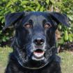 BALDUR - charmanter Labrador-Schäfer-Mix - 8 Jahre - Tierhilfe-Franken e. V.