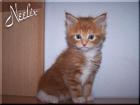 Maine Coon Katerchen abzugeben