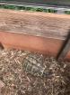 Griechische Landschildkröten 11 Stück Testudo hermanni Zubehör komplett Aufgabe