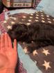 CAVALIER KING CHARLES PUDEL WELPEN