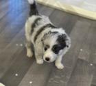Border Collie Welpen