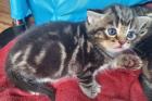 3. Kater abzugeben Kitten Kätzchen männlich