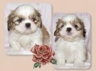 Shih Tzu Welpen dürfen zum 9. 10. 2022 ausziehen