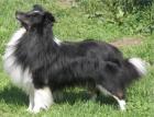 Sheltiewelpen