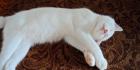10 Monate jungen Kater zu verkaufen kastriert mehrmals entwurmt geimpft
